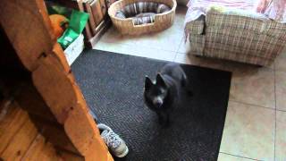preview picture of video 'Charlie the Schipperke Crazy for Food'