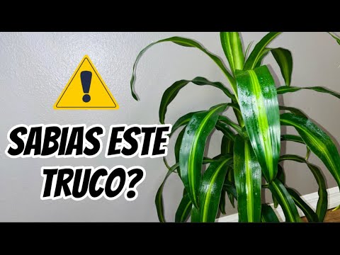 , title : 'Cómo evitar hojas amarillas y puntas secas en el PALO DE BRASIL || TRONCO DE BRASIL'