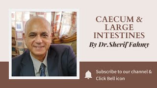 Dr. Sherif Fahmy - Caecum & Large intestines