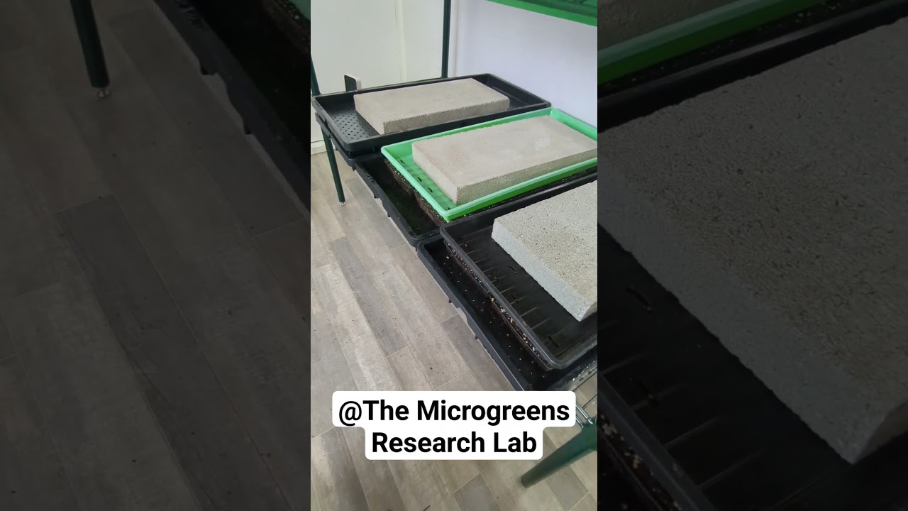 The next round of microgreens trials are in progress. #microgreens #rvreno #microgreenfarm