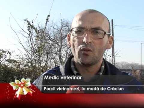 Porcii vietnamezi, la modă de Crăciun