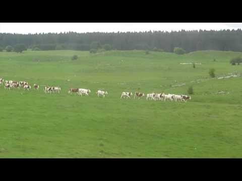 salut c'est cool - Révélations mystiques