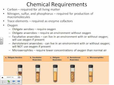 Microbial Growth Chapter 6 Parker