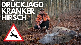 Drückjagd in der Eifel I Furchtbar kranker Hirsch wird erlegt I Meldet Verkehrsunfälle mit Wild!!!
