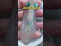 How To Eat Alive Squids Aquarium