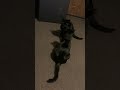 Tuxedo Cat Is Too Lazy To Win Shorts Meme Funny Cat Fight