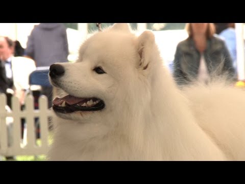 Around the Dog World - Windsor 2014 (Ep 33)