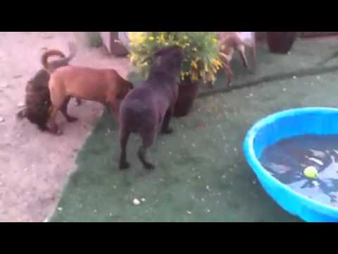 Christabel's adorable puppies for adoption