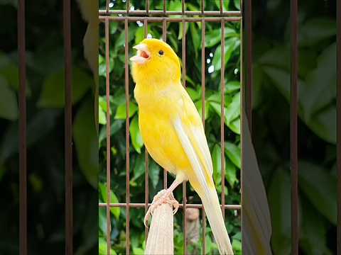 canary yellow bird sound #canary #tier #canarysinging #vogel #bird #kanarie #kanarienvogel #diere