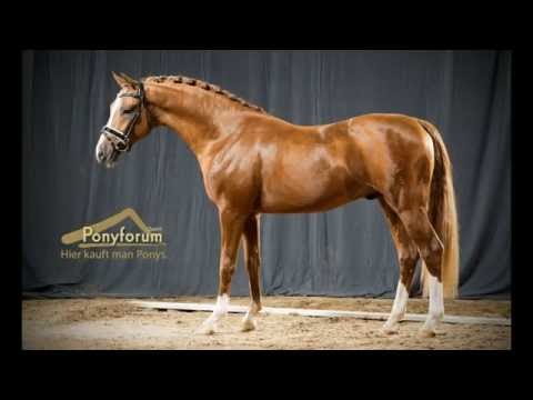 3. Ponyforum Hengsttage HEITHOLMS DIBADOO v. FS Don´t Worry - Cinzanos Son