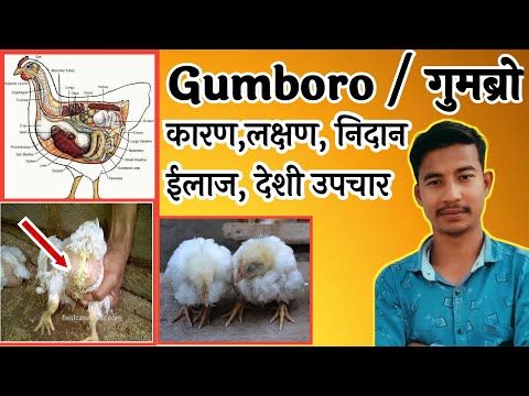 gumboro disease in poultry | gumboro disease symptoms and treatment | gumboro disease in hindi