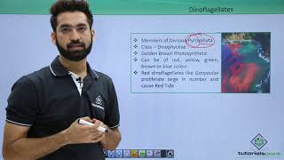 Class 11th – Kingdom Protista – Dinoflagellates | Biological Classification | Tutorials Point