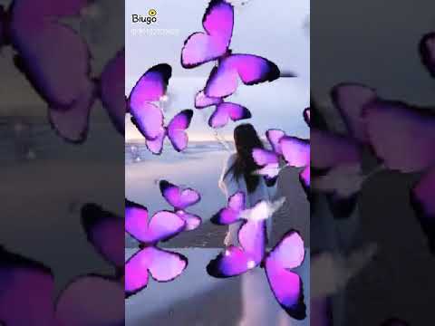 O voar das borboletas...