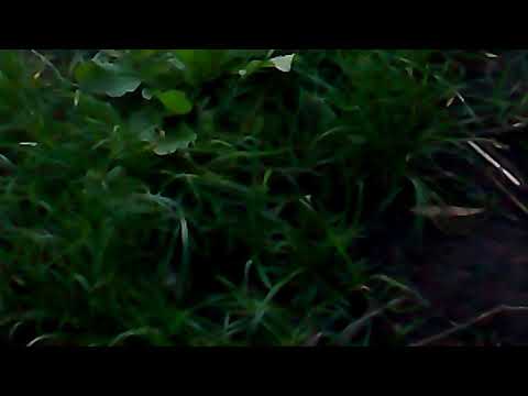 František Nedvěd(14)