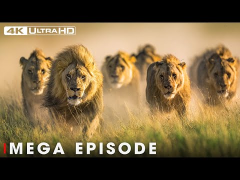 World's Deadliest of Lion | Season 3 Full Episodes | Nature Animal Documentary