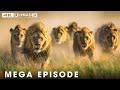 World S Deadliest Of Lion Season 3 Full Episodes Nature Animal Documentary