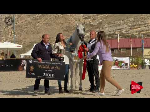 GOLD - N.57 MAGIC MA CHERIE - 2017 SPANISH NATIONALS - Senior Mares Championship (Class 16)