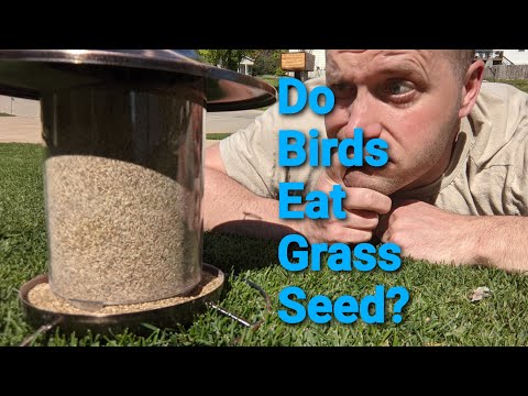 YouTube video about: Will birds eat grass seed with fertilizer?