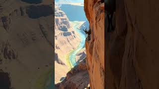 How Goats Survive #animals #goat #mountains #relax