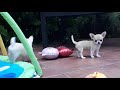 Chihuahua puppy for sale