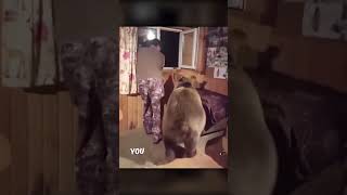 This Grizzly Bear Visits Man’s House Every Day! 🐻
