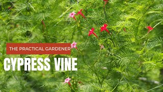 Cypress Vine , Life cycle from seed to flower, in 1.5 months |The Practical Gardener