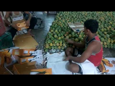 A Grade Kesar Fresh Indian Alphonso Mangoes, Packaging Type: Carton, Packaging Size: Dozen