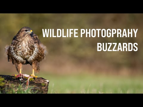 I FINALLY managed to PHOTOGRAPH BUZZARDS - Wildlife Photography Workshop Giveaway - OM SYSTEM OM-1