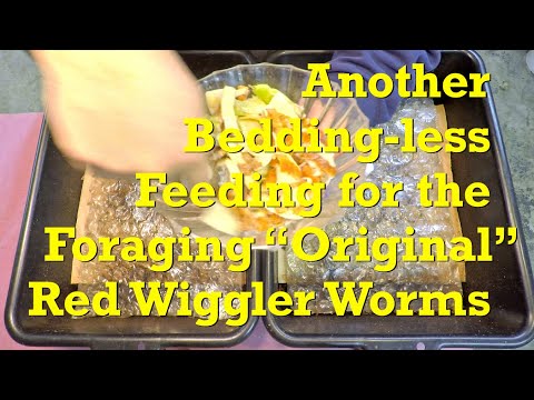 21st feeding for the "original" red wiggler worms on day 247 - vermicompost