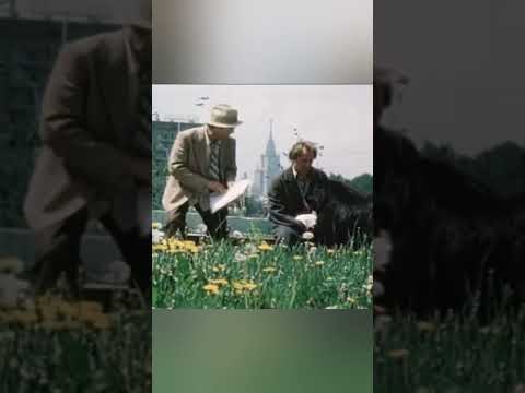 Говорящий пес спасает алкоголика #shortsvideo #кино #киноактеры #Вспомнимвместе #мудрость #притча