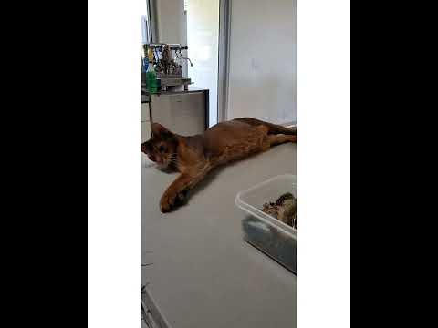 Crystal the Pet Nanny. LLC video.
