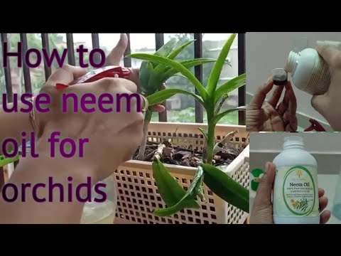 , title : 'How to use neem oil for orchids | best insecticide or pesticide for orchids or any plant.'