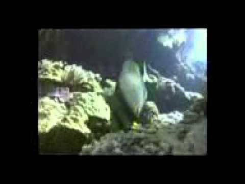 Jimmy Kaleth   Big Audio Dynamite Más Deporte Canal Plus