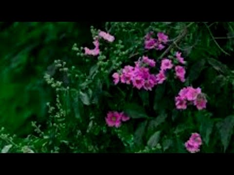 sang e mah episode 18 end Sub 2 May 2022