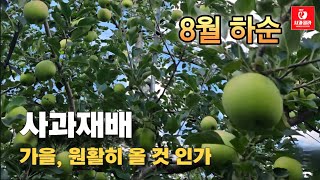 [사과재배] 방심해서는 안된다/착색관리/탄저병 어떻게 될것인가/ 2025. 8. 21