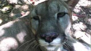 preview picture of video 'Gato the Purring Puma'