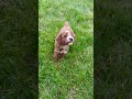 Mini Goldendoodle dogs for sale: Theodore - Video 1