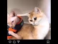 Tony Baker Cats Voice Over Part 3