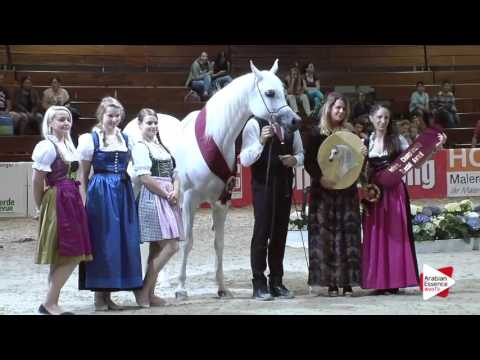 Wels 2016 - International Special Awards - Prizegiving - Most Classic Head Mare: n.69