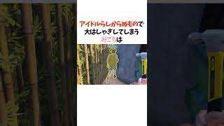 アイドルらしからぬもので大はしゃぎしてしまうみこち【ホロライブ切り抜き/さくらみこ】#ホロライブ