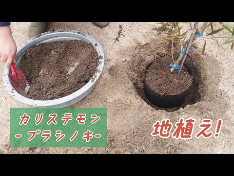 カリステモンについて詳しく解説