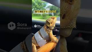 車を運転するフトアゴ