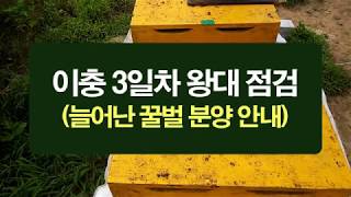 우수 여왕 만들기, 이충 3일차 왕대 점검, 불어난 꿀벌 분양 안내
