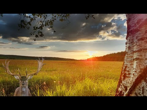 Die Wiese - Ein Paradies Nebenan (Trailer Deutsch 4k)