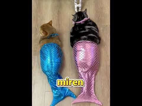 ¡Papá creó una cama de agua de lujo para su gato y terminó como un estanque! 🤣🐱🏊 #shorts #funny