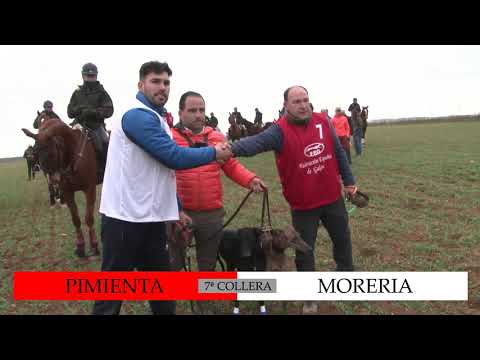 Segunda Jornada. Los Mejores momentos  Octavos de Final LXXXVII CTO DE ESPAÑA DE GALGOS EN CAMPO