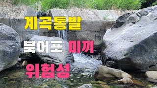 통발낚시 청정계곡에 북어포 미끼를 넣었더니 결과는!!!  고급어종이 바글바글  맛있는 한끼  소주 한잔