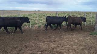 70 Vaquillonas de 300 kg - Vittori Ercazti - Plaza Ganadera