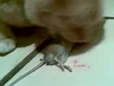 BONE CRUNCHING Disgusting :-  my cat eating a dead mouse