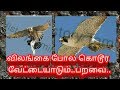 விலங்கை போல கொடூர வேட்டையாடும் பறவை Pe